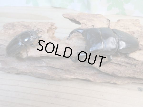 画像5: 新成虫☆WF1☆ダイオウヒラタクワガタ♂79ミリ♀46ミリペア販売!! (5)