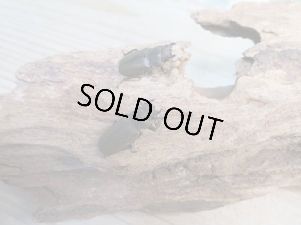 画像4: 新成虫☆ベララベラ産☆スぺキオススホソアカクワガタ♂49ミリ♀フリーサイズペア販売!! (4)