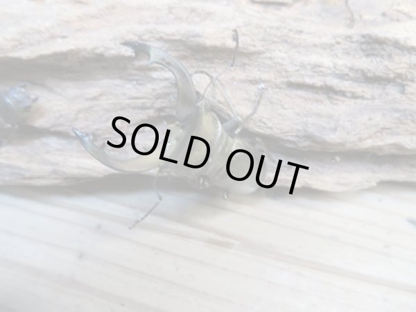 画像2: 新成虫☆ベララベラ産☆スぺキオススホソアカクワガタ♂46ミリ〜48ミリ♀フリーサイズペア販売!! (2)