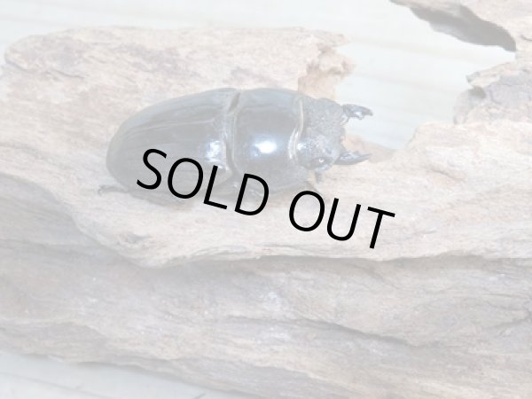 画像4: 新成虫☆WF1☆ダイオウヒラタクワガタ♂78ミリ♀46ミリペア販売!! (4)