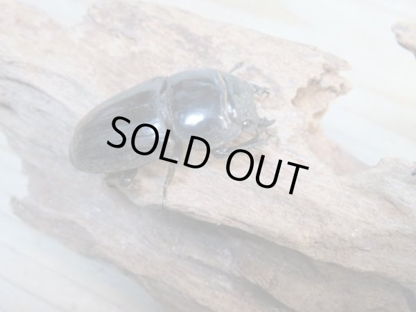 画像4: 新成虫☆WF1☆ダイオウヒラタクワガタ♂79ミリ♀46ミリペア販売!! (4)