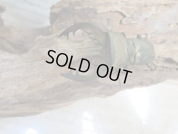 画像2: 新成虫☆ベララベラ産☆スぺキオススホソアカクワガタ♂51ミリ♀フリーサイズペア販売!! (2)