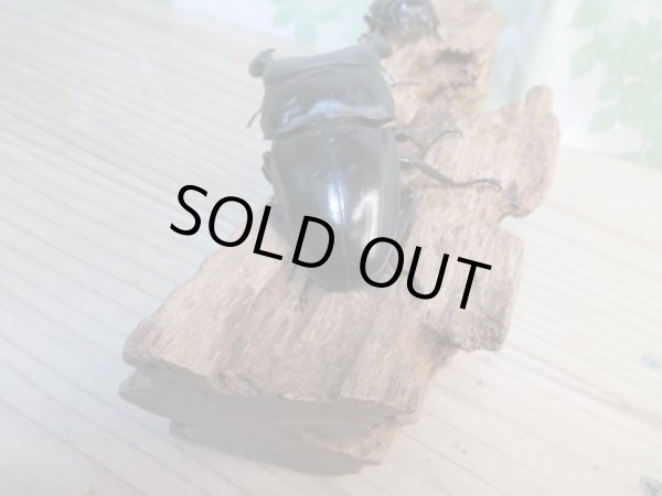 画像3: 新成虫☆WF1☆ダイオウヒラタクワガタ♂79ミリ♀46ミリペア販売!! (3)