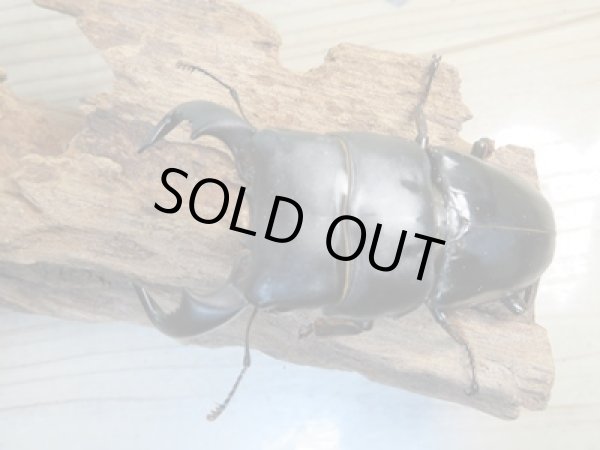 画像2: 新成虫☆WF1☆ダイオウヒラタクワガタ♂78ミリ♀46ミリペア販売!! (2)