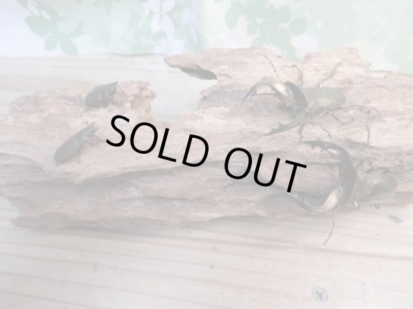 画像5: 新成虫☆ベララベラ産☆スぺキオススホソアカクワガタ♂49ミリ♀フリーサイズペア販売!! (5)