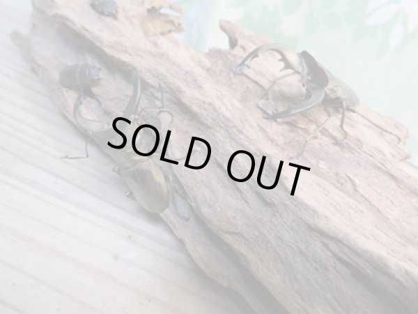 画像3: 新成虫☆ベララベラ産☆スぺキオススホソアカクワガタ♂46ミリ〜48ミリ♀フリーサイズペア販売!! (3)