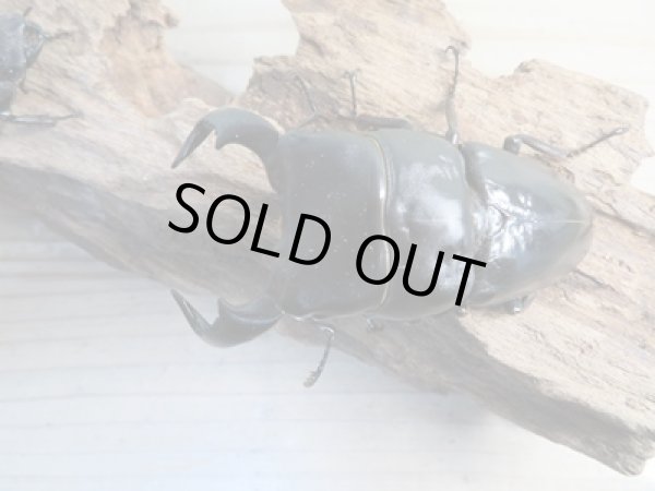 画像2: 新成虫☆WF1☆ダイオウヒラタクワガタ♂79ミリ♀46ミリペア販売!! (2)