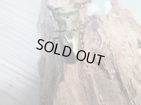 画像3: 新成虫☆ベララベラ産☆スぺキオススホソアカクワガタ♂51ミリ♀フリーサイズペア販売!! (3)