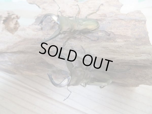 画像2: 新成虫☆ベララベラ産☆スぺキオススホソアカクワガタ♂49ミリ♀フリーサイズペア販売!! (2)