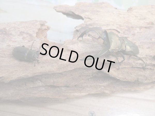 画像5: 新成虫☆ベララベラ産☆スぺキオススホソアカクワガタ♂51ミリ♀フリーサイズペア販売!! (5)