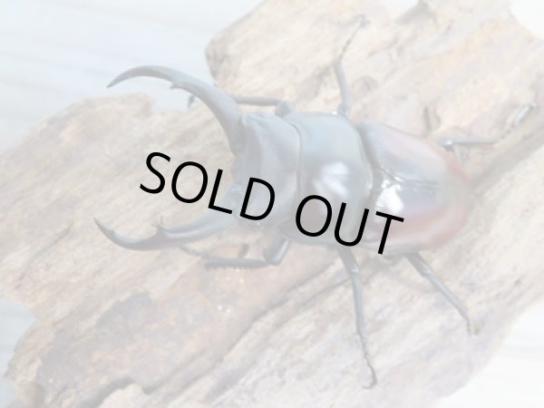 画像2: ☆新成虫☆ドンキエールコクワガタ(赤ドンキ)♂58ミリ♀39ミリペア販売!! (2)