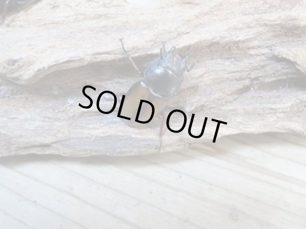 画像5: 今季ブリード用☆WF3☆ウムハンギノコギリクワガタ♂58ミリ♀33ミリペア+♀28ミリトリオ販売!! (5)