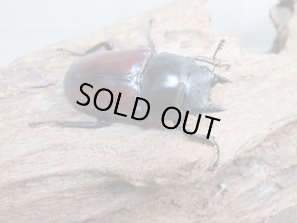 画像4: ☆新成虫☆ドンキエールコクワガタ(赤ドンキ)♂58ミリ♀39ミリペア販売!! (4)