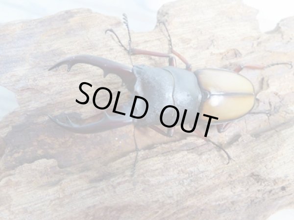 画像2: 今季ブリード用☆WF3☆ウムハンギノコギリクワガタ♂58ミリ♀33ミリペア+♀28ミリトリオ販売!! (2)