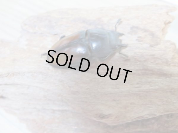 画像4: 今季ブリード用☆WF3☆ウムハンギノコギリクワガタ♂58ミリ♀33ミリペア+♀28ミリトリオ販売!! (4)