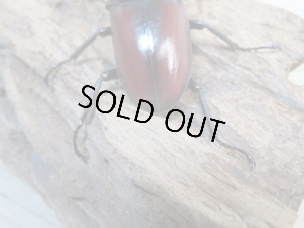 画像3: ☆新成虫☆ドンキエールコクワガタ(赤ドンキ)♂58ミリ♀39ミリペア販売!! (3)