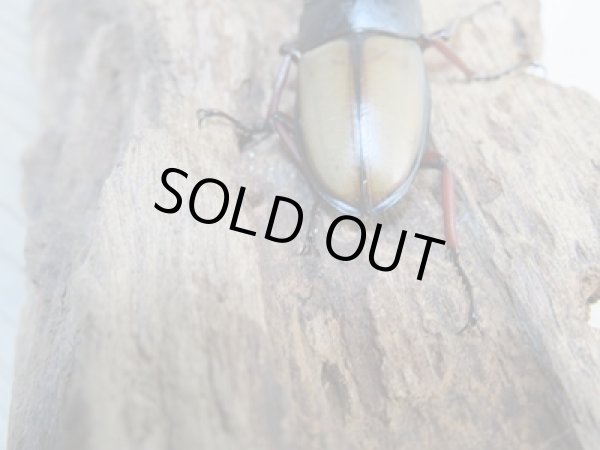 画像3: 今季ブリード用☆WF3☆ウムハンギノコギリクワガタ♂58ミリ♀33ミリペア+♀28ミリトリオ販売!! (3)