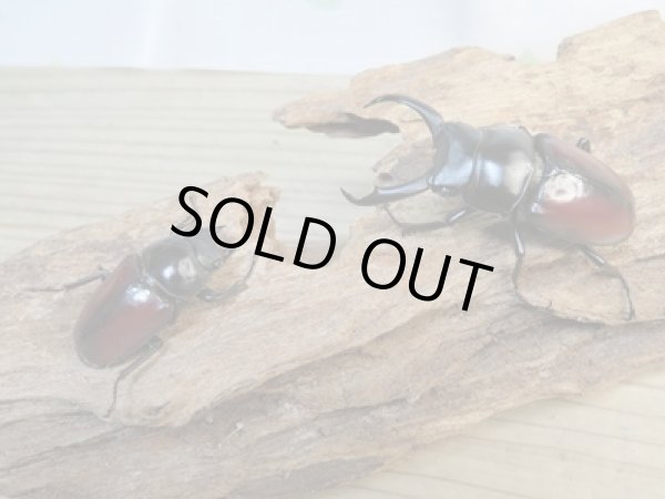 画像5: ☆新成虫☆ドンキエールコクワガタ(赤ドンキ)♂58ミリ♀39ミリペア販売!! (5)
