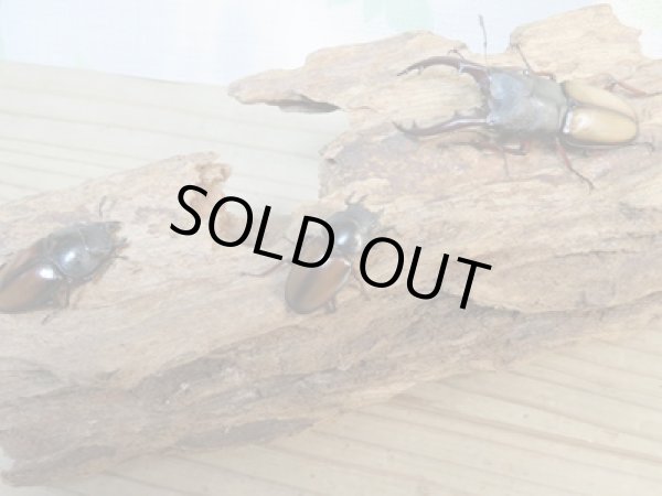 画像6: 今季ブリード用☆WF3☆ウムハンギノコギリクワガタ♂58ミリ♀33ミリペア+♀28ミリトリオ販売!! (6)