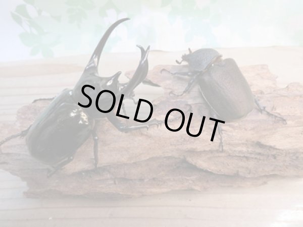 画像5: 新成虫☆WF1☆アトラスオオカブト(ミンダナオアトラス)♂88ミリ♀54ミリペア販売!! (5)