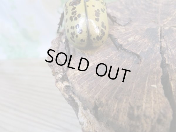 画像3: 新成虫☆ティティウスシロカブト♂45ミリ♀フリーサイズペア販売!! (3)