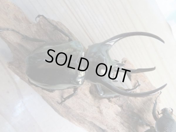 画像2: 新成虫☆WF1☆アトラスオオカブト(ミンダナオアトラス)♂88ミリ♀54ミリペア販売!! (2)