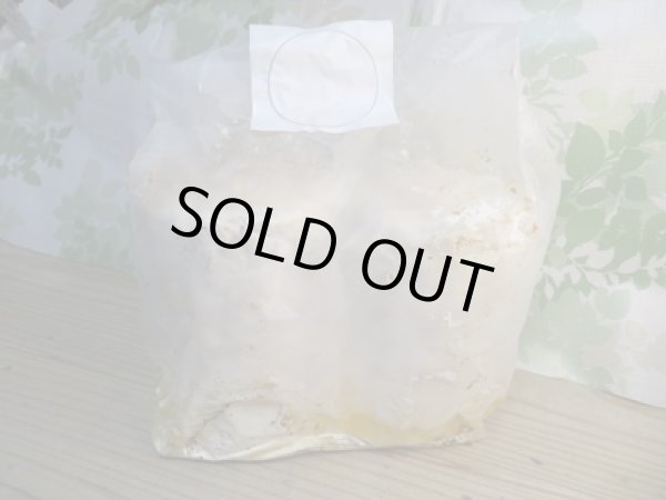 画像1: 新商品☆培養カワラ材☆Lサイズ×2本入り (1)