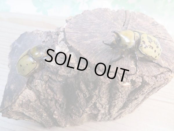 画像5: 新成虫☆ティティウスシロカブト♂45ミリ♀フリーサイズペア販売!! (5)