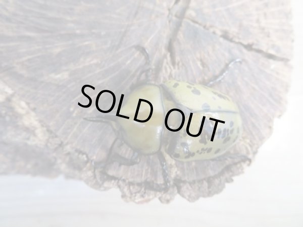 画像2: 新成虫☆ティティウスシロカブト♂45ミリ♀フリーサイズペア販売!! (2)