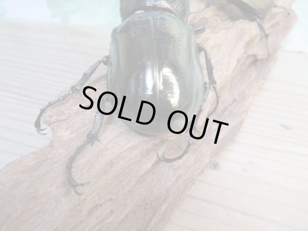 画像3: 新成虫☆WF1☆アトラスオオカブト(ミンダナオアトラス)♂88ミリ♀54ミリペア販売!! (3)