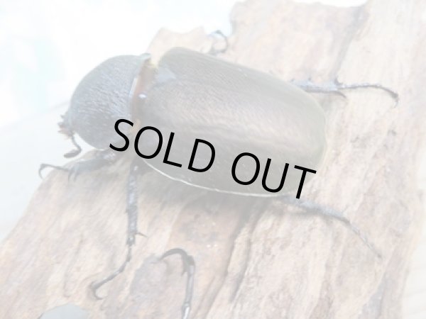 画像4: 新成虫☆WF1☆アトラスオオカブト(ミンダナオアトラス)♂88ミリ♀54ミリペア販売!! (4)