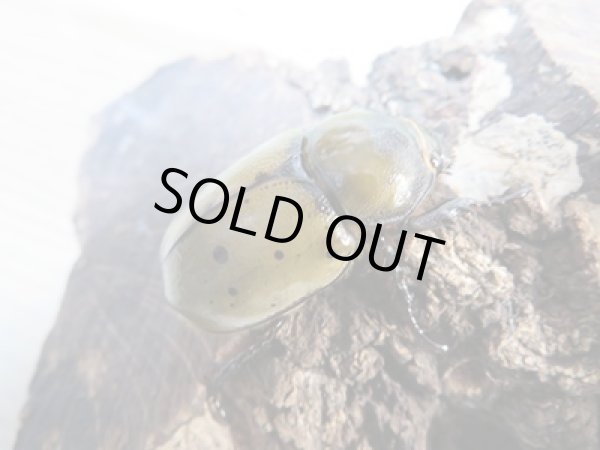 画像4: 新成虫☆ティティウスシロカブト♂45ミリ♀フリーサイズペア販売!! (4)