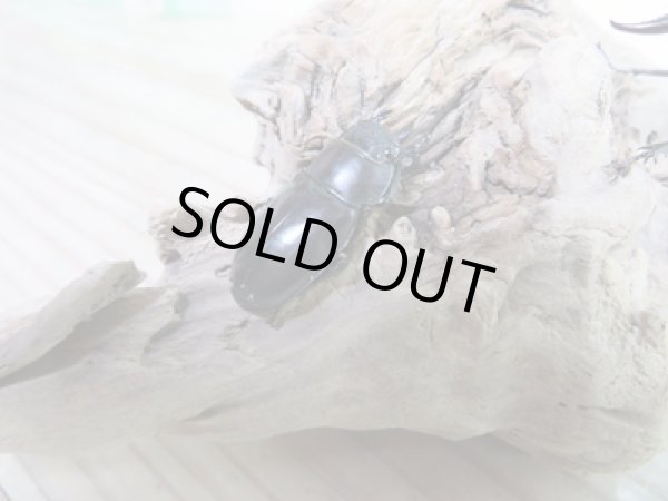 画像4: ☆レア種☆新成虫!マイシクワガタ♂49ミリ♀27ミリペア販売!! (4)