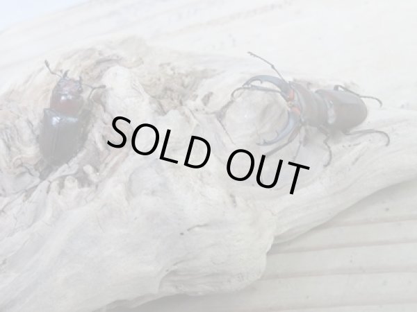 画像5: 新成虫☆WF2☆カツラホソアカクワガタ♂32ミリ♀21ミリペア販売!! (5)