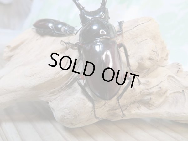 画像3: ☆美麗新成虫☆オーベルチュールクロツヤシカクワガタ♂48ミリ♀30ミリペア販売!! (3)