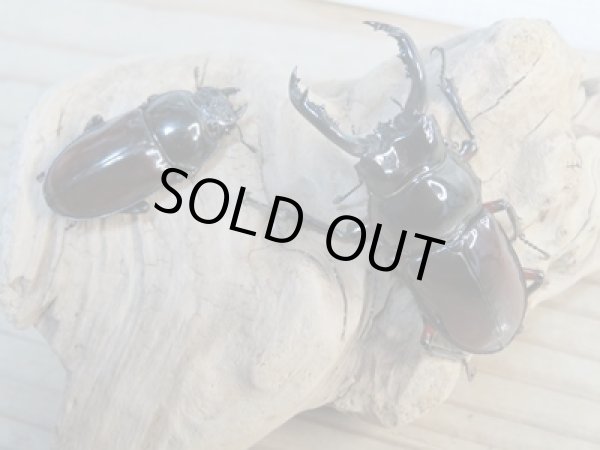 画像5: ☆美麗新成虫☆オーベルチュールクロツヤシカクワガタ♂48ミリ♀30ミリペア販売!! (5)