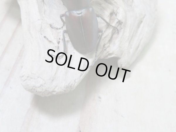 画像3: 新成虫☆WF2☆カツラホソアカクワガタ♂32ミリ♀21ミリペア販売!! (3)