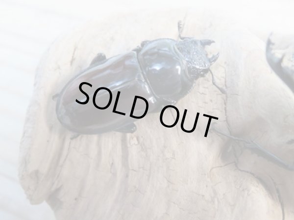 画像4: ☆美麗新成虫☆オーベルチュールクロツヤシカクワガタ♂48ミリ♀30ミリペア販売!! (4)