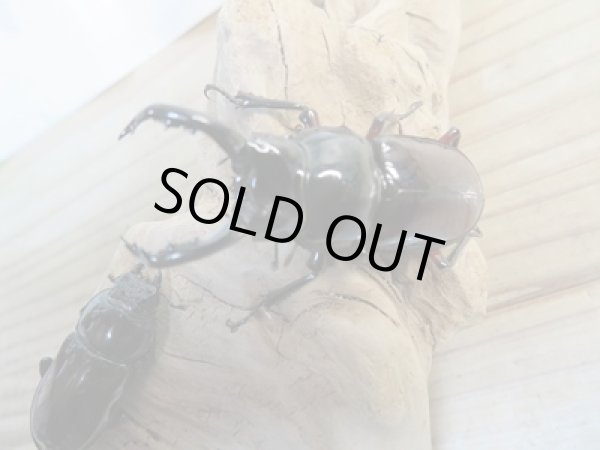 画像2: ☆美麗新成虫☆オーベルチュールクロツヤシカクワガタ♂48ミリ♀30ミリペア販売!! (2)