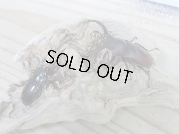 画像5: ☆レア種☆新成虫!マイシクワガタ♂49ミリ♀27ミリペア販売!! (5)