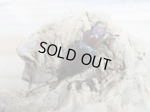 画像4: 新成虫☆WF2☆カツラホソアカクワガタ♂32ミリ♀21ミリペア販売!! (4)