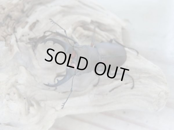 画像2: 新成虫☆WF2☆カツラホソアカクワガタ♂32ミリ♀21ミリペア販売!! (2)