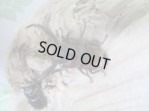 画像2: ☆レア種☆新成虫!マイシクワガタ♂49ミリ♀27ミリペア販売!! (2)