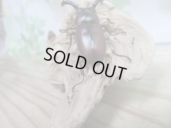 画像3: ☆レア種☆新成虫!マイシクワガタ♂49ミリ♀27ミリペア販売!! (3)