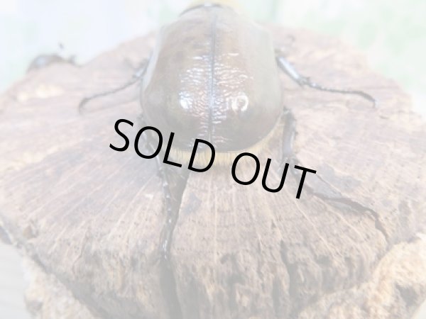 画像3: 新成虫☆ヒルスシロカブト♂53ミリ♀44ミリペア+♀44ミリトリオ販売!! (3)