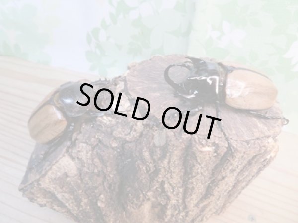 画像5: 新成虫☆WF1☆ゴホンヅノカブト♂65ミリ♀55ミリペア販売!! (5)