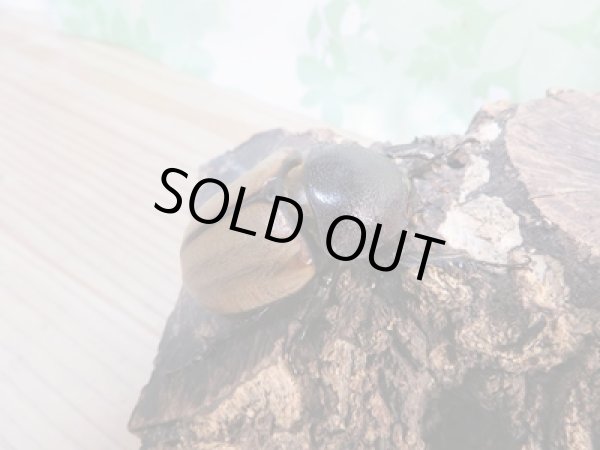 画像4: 新成虫☆WF1☆ゴホンヅノカブト♂65ミリ♀55ミリペア販売!! (4)