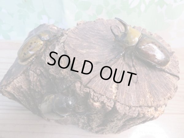 画像6: 新成虫☆ヒルスシロカブト♂53ミリ♀44ミリペア+♀44ミリトリオ販売!! (6)