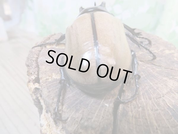 画像3: 新成虫☆WF1☆ゴホンヅノカブト♂65ミリ♀55ミリペア販売!! (3)