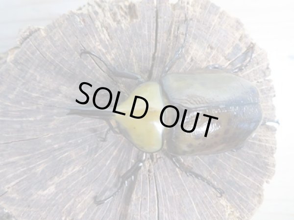 画像2: 新成虫☆ヒルスシロカブト♂53ミリ♀44ミリペア+♀44ミリトリオ販売!! (2)